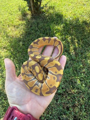 animal image