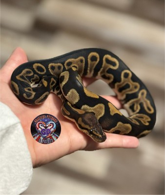 animal image