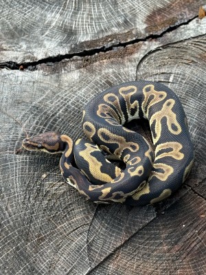 animal image