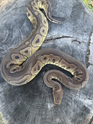 animal image