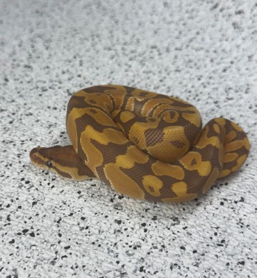 animal image