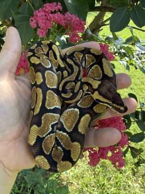 animal image
