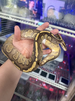 animal image