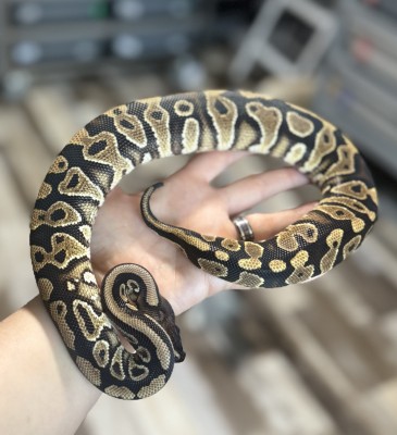 animal image