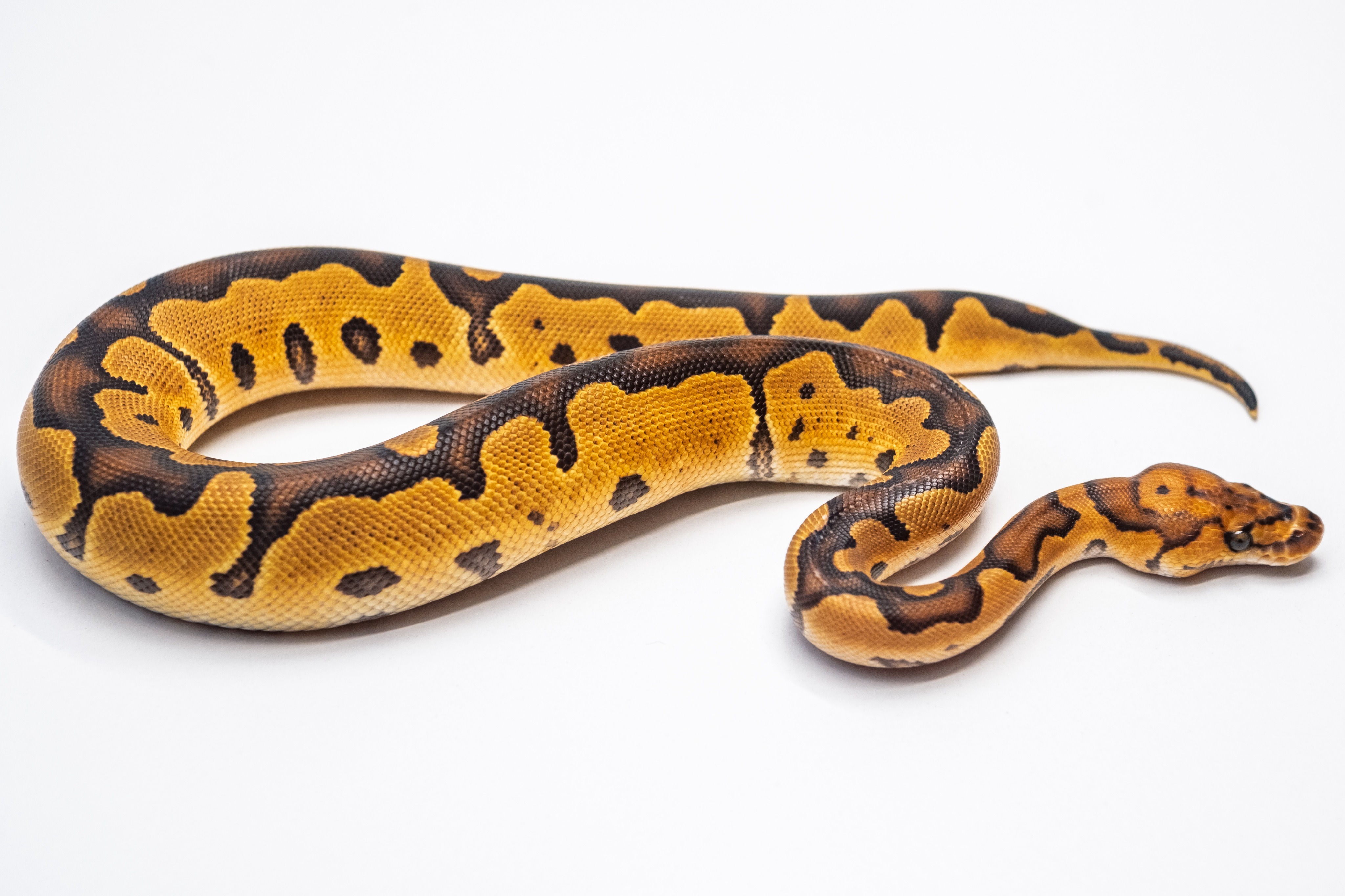 Yellow Belly Clown