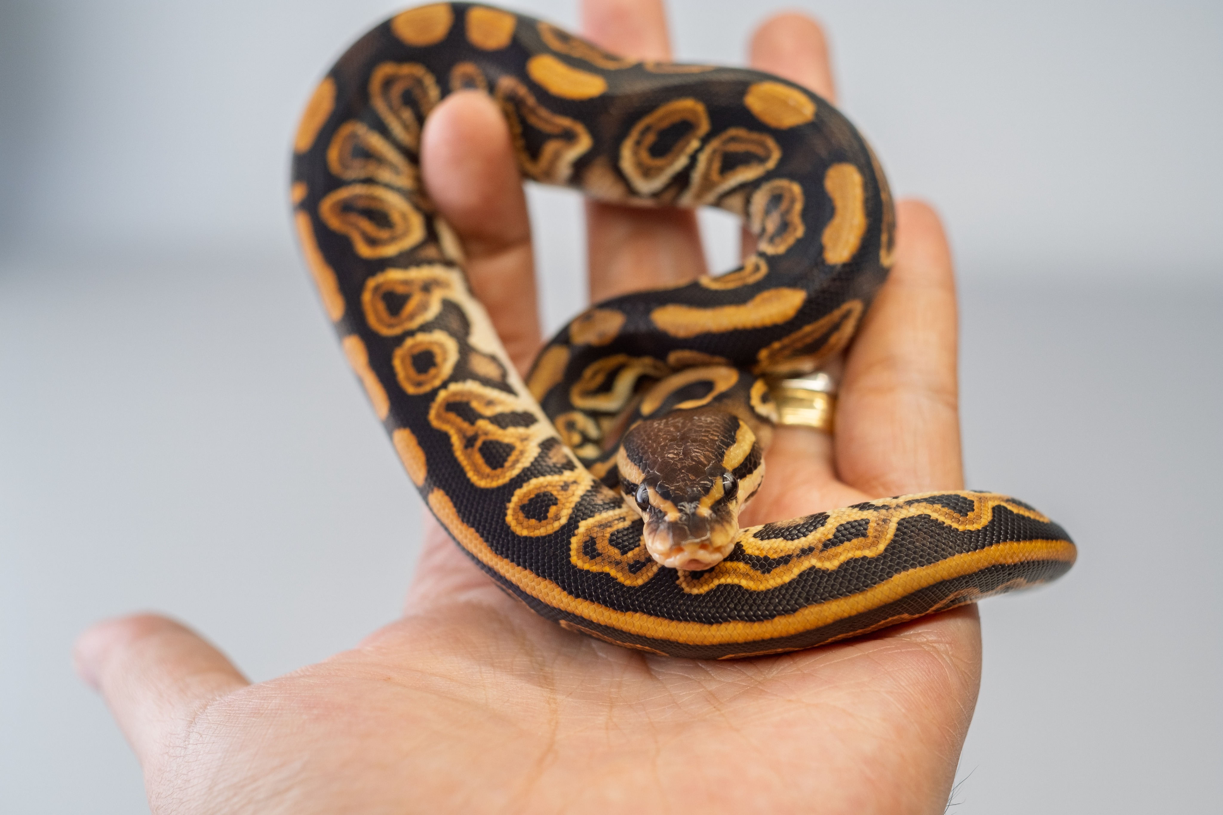 animal image
