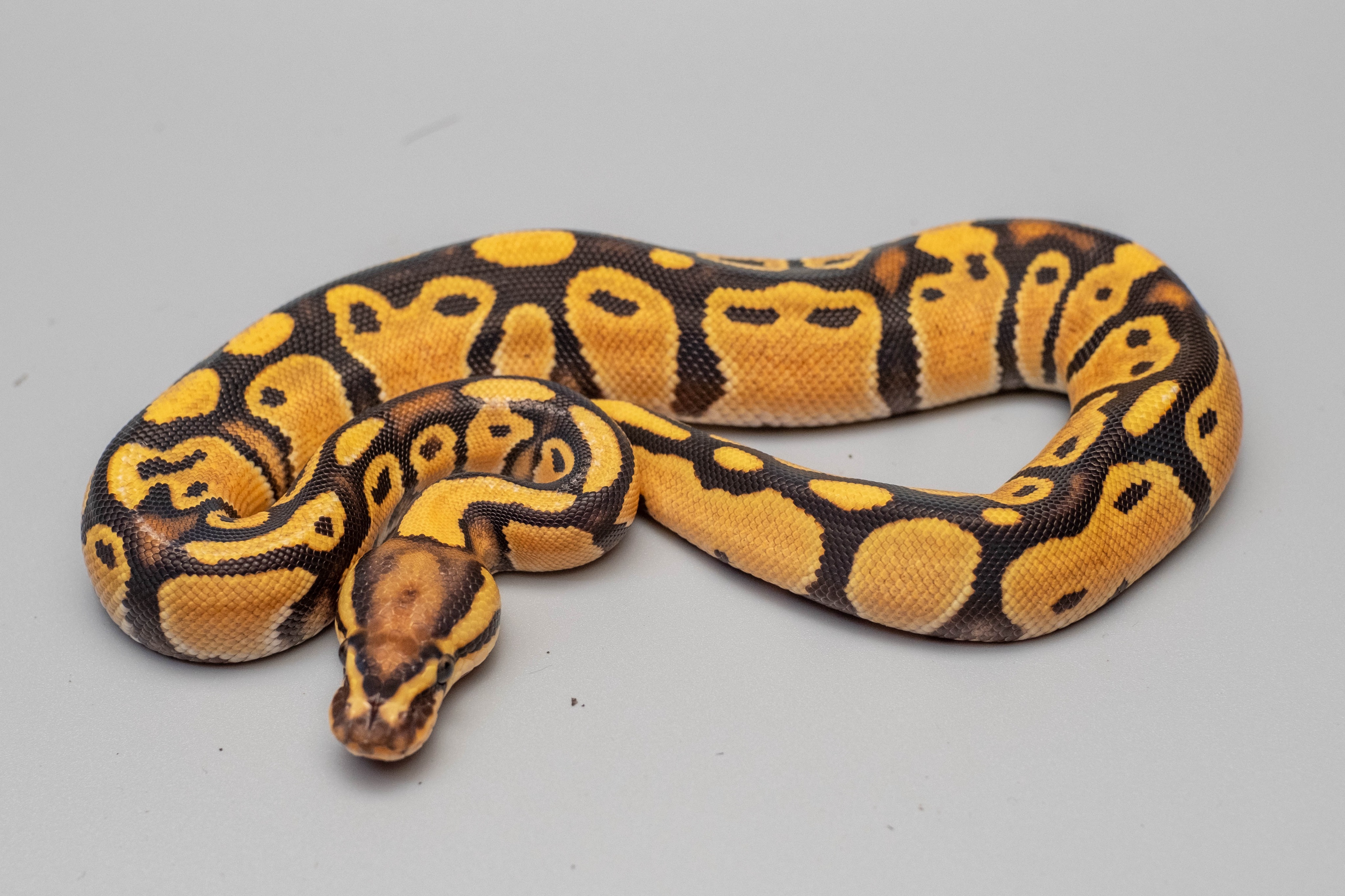 animal image