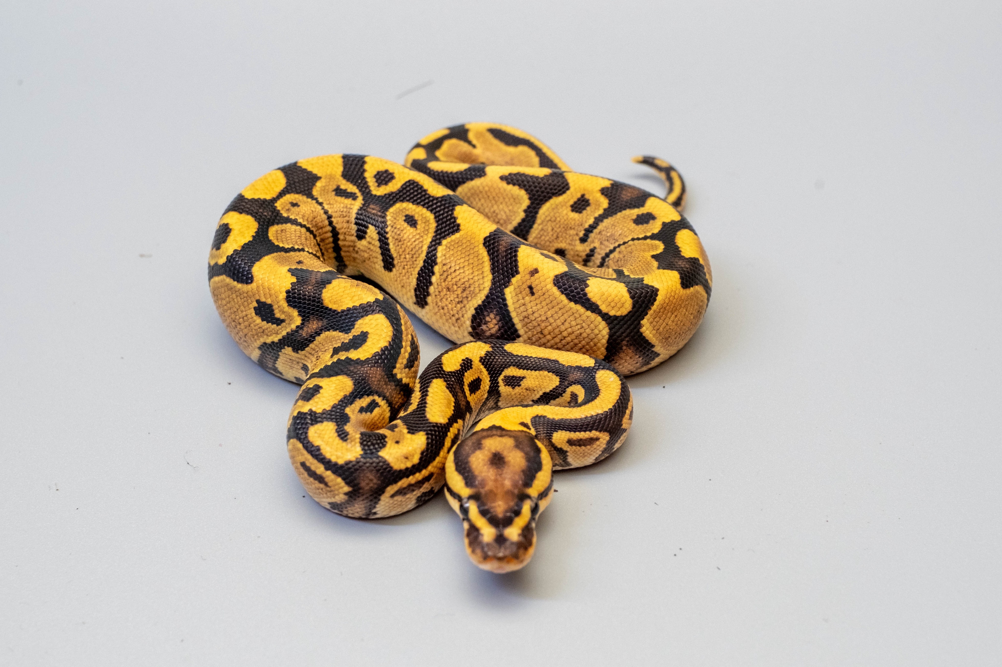 animal image