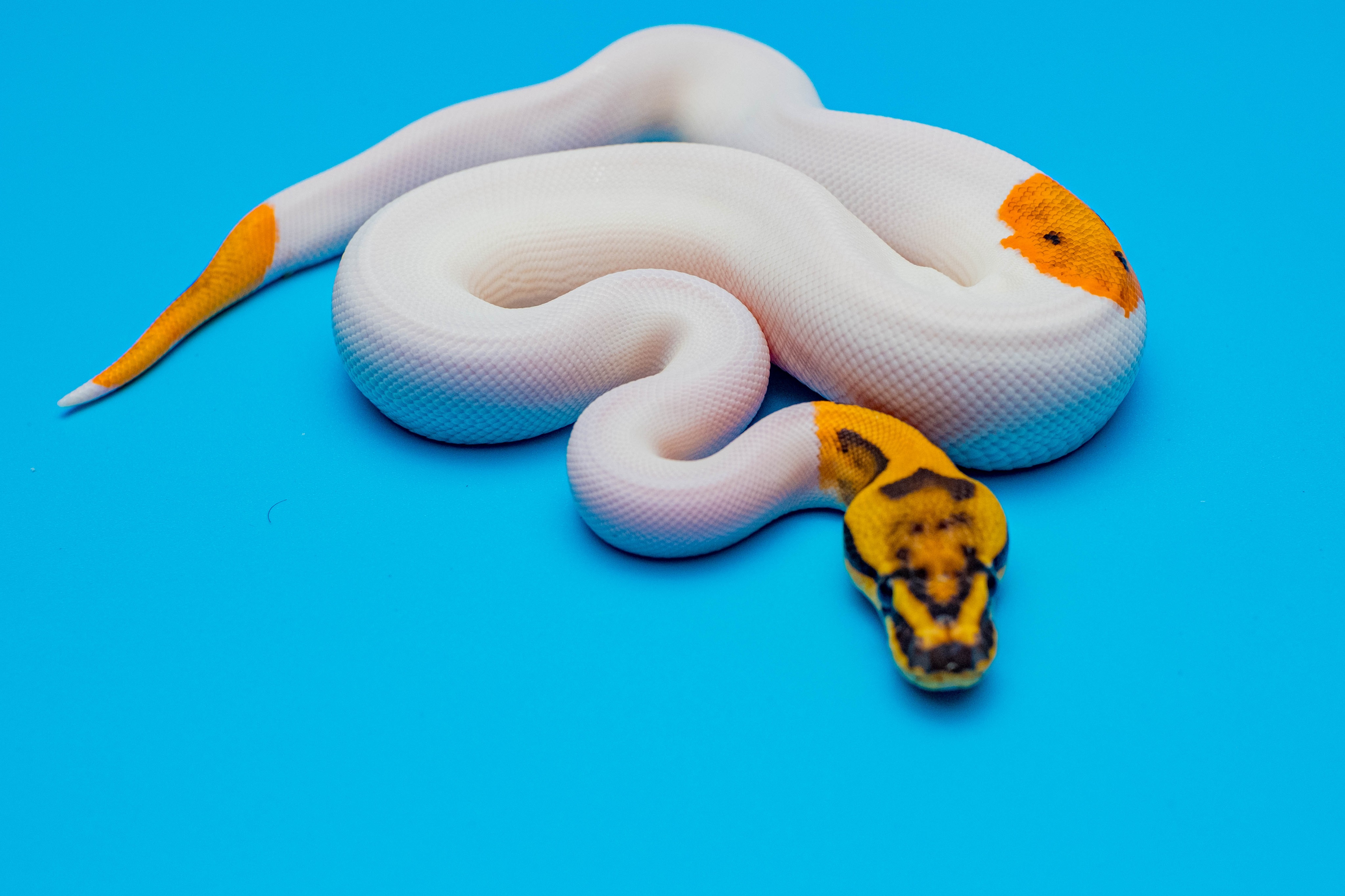 animal image