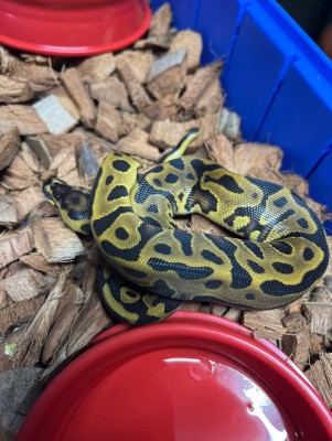 animal image