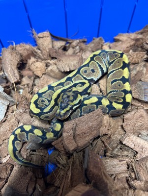 animal image