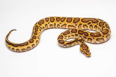 animal image