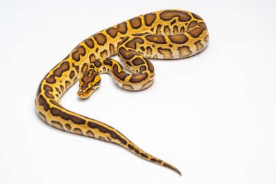 animal image