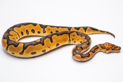 animal image