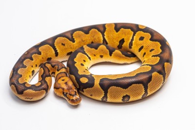 animal image