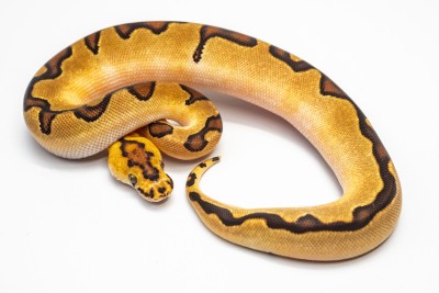 animal image