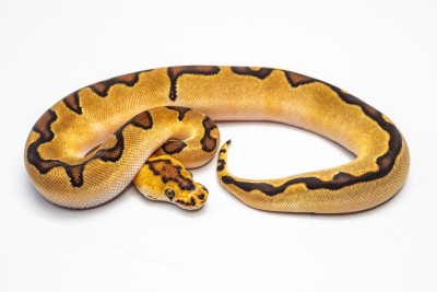animal image
