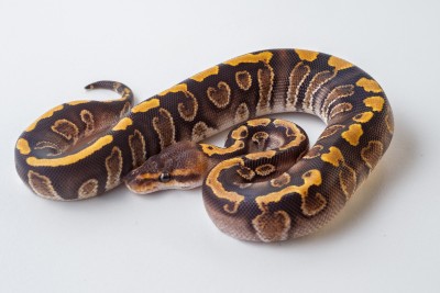 animal image