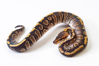 animal image