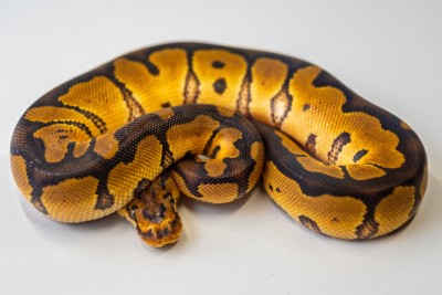 animal image