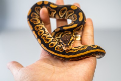 animal image
