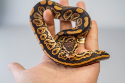 animal image