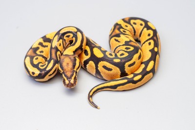 animal image