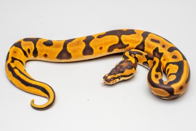 animal image