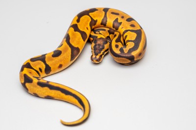 animal image