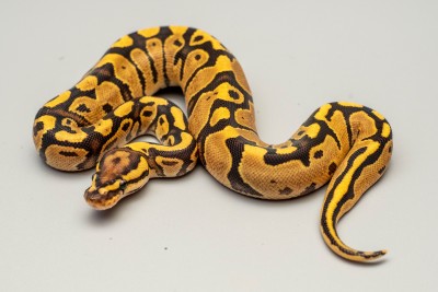 animal image