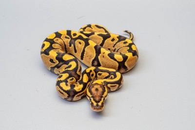 animal image