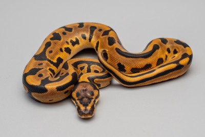 animal image