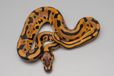 animal image