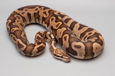 animal image