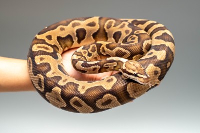 animal image