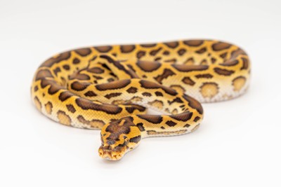 animal image