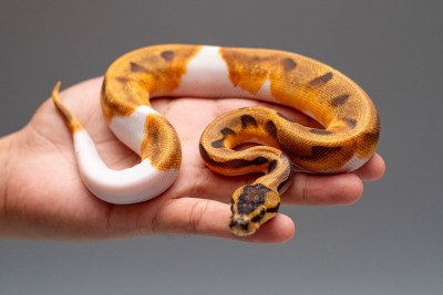 animal image