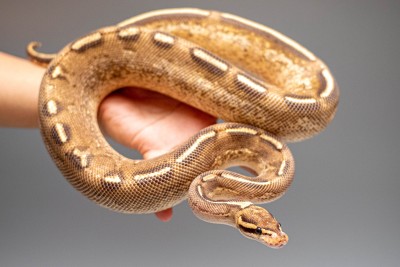animal image