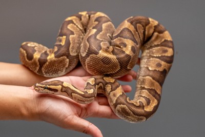 animal image