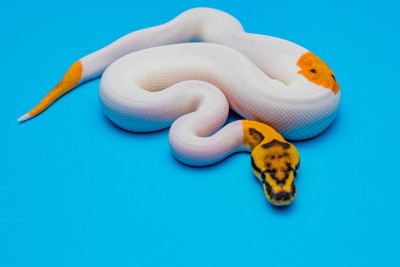 animal image