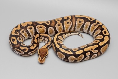 animal image