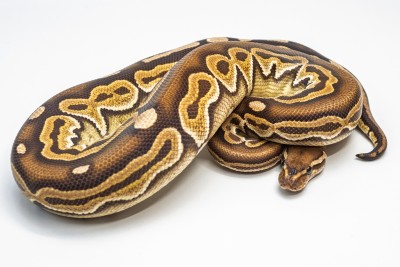 animal image