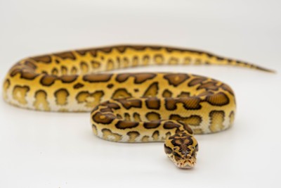 animal image