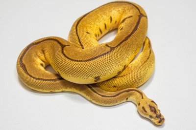animal image