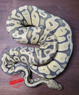 animal image