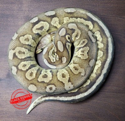 animal image