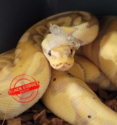 animal image