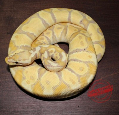 animal image