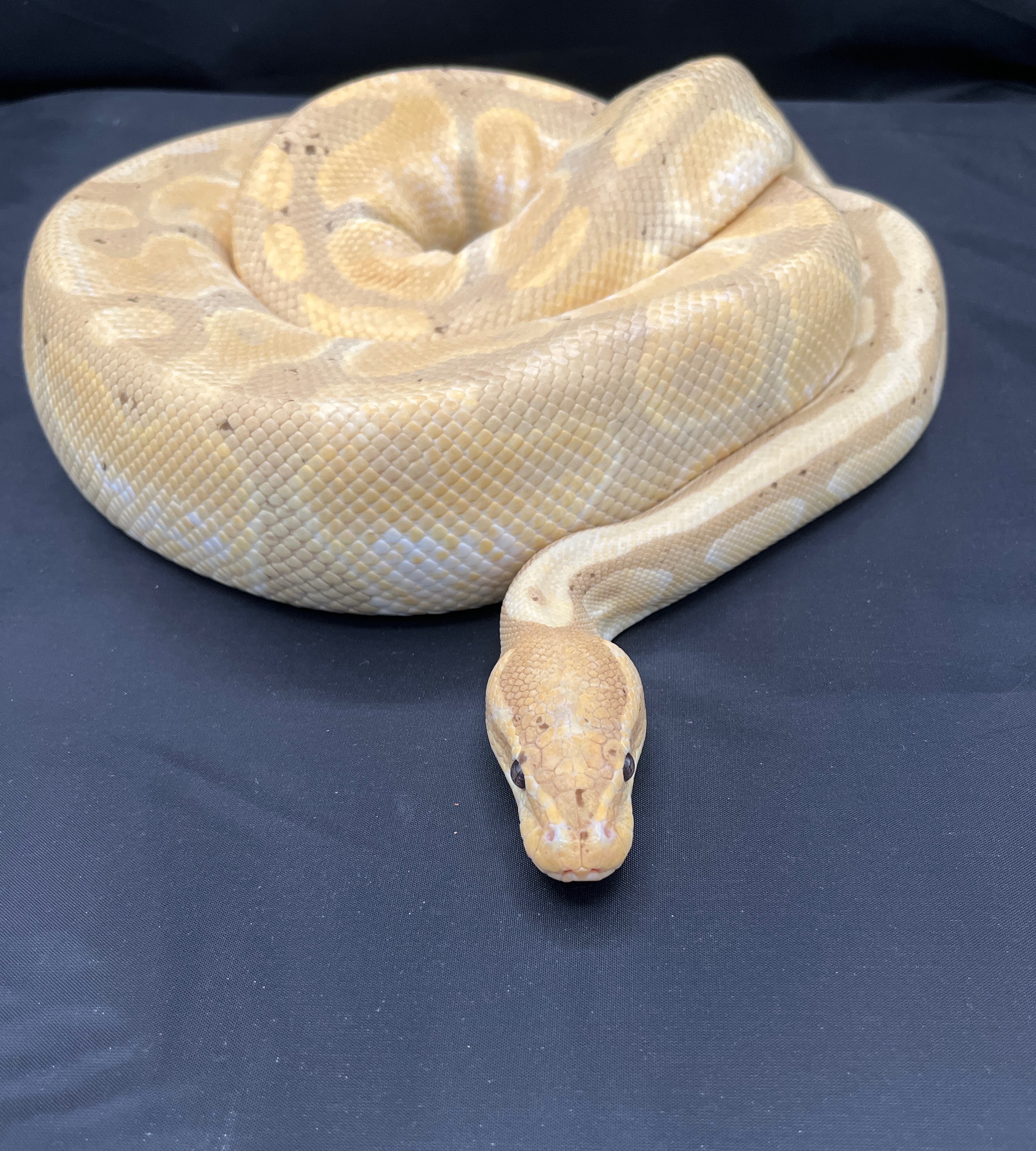SAE94