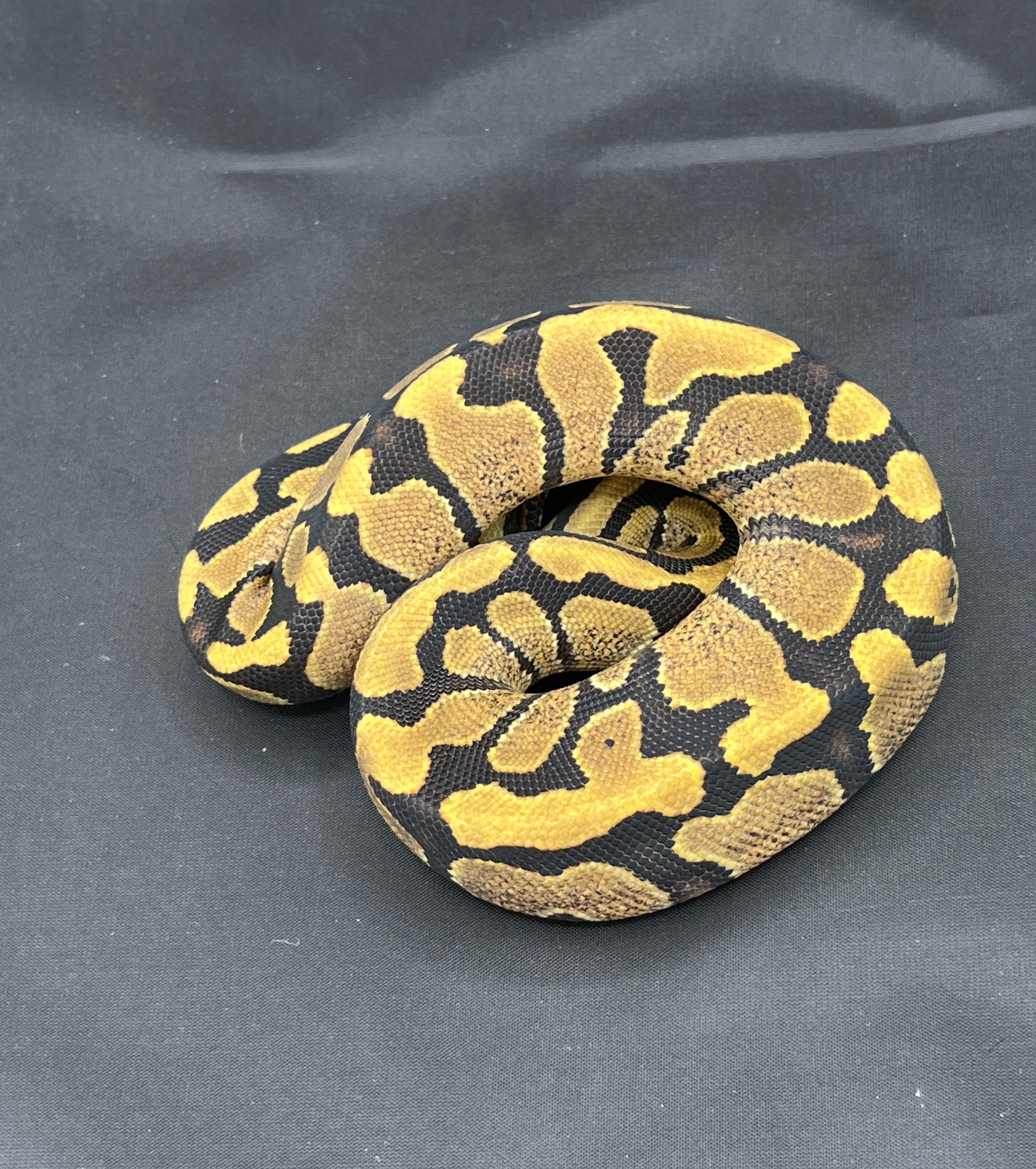 animal image